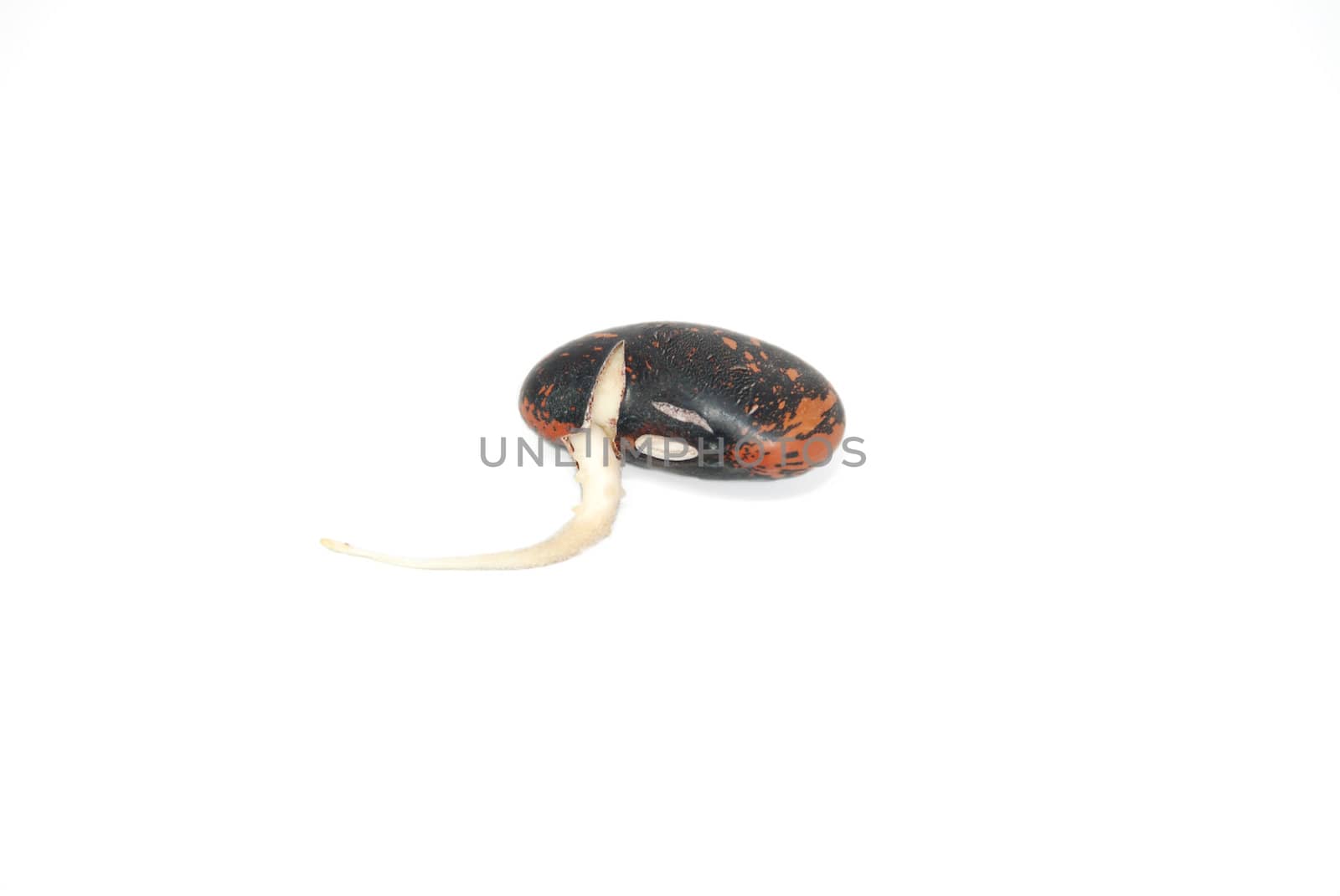 Single germinated runner bean seed sprouting, isolated on a white background