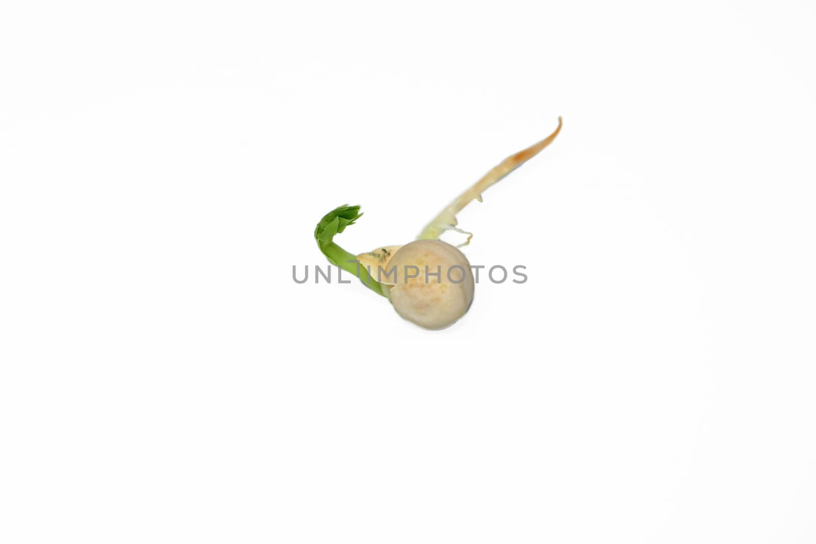 Single germinated pea seed sprouting, isolated on a white background