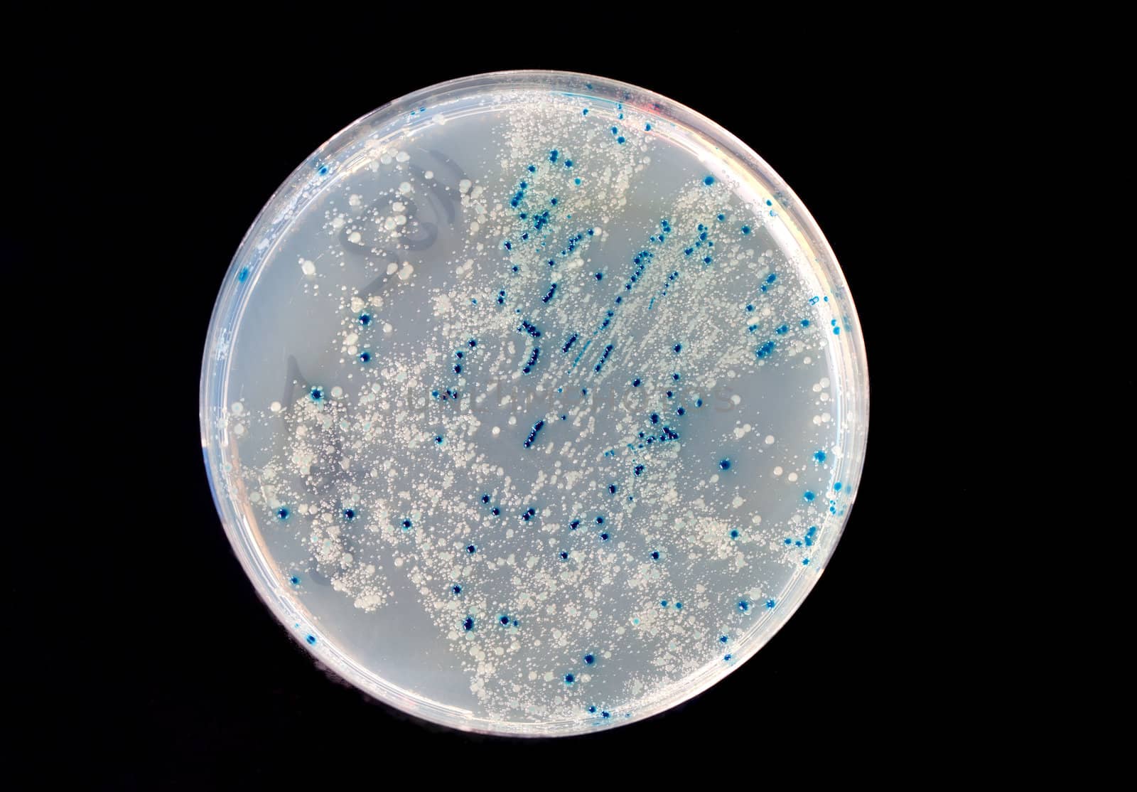 a Petri Dish with growing Virus and bacteria cells. microorganism