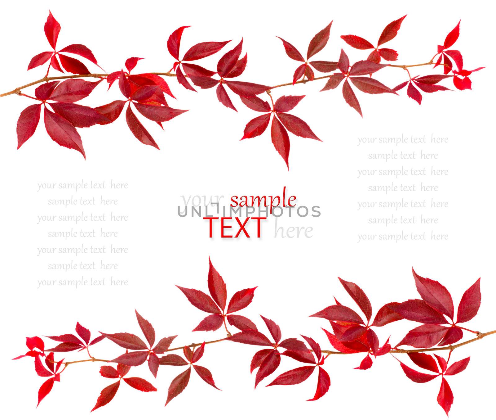 Red autumn leaf isolated on white background, with room for text