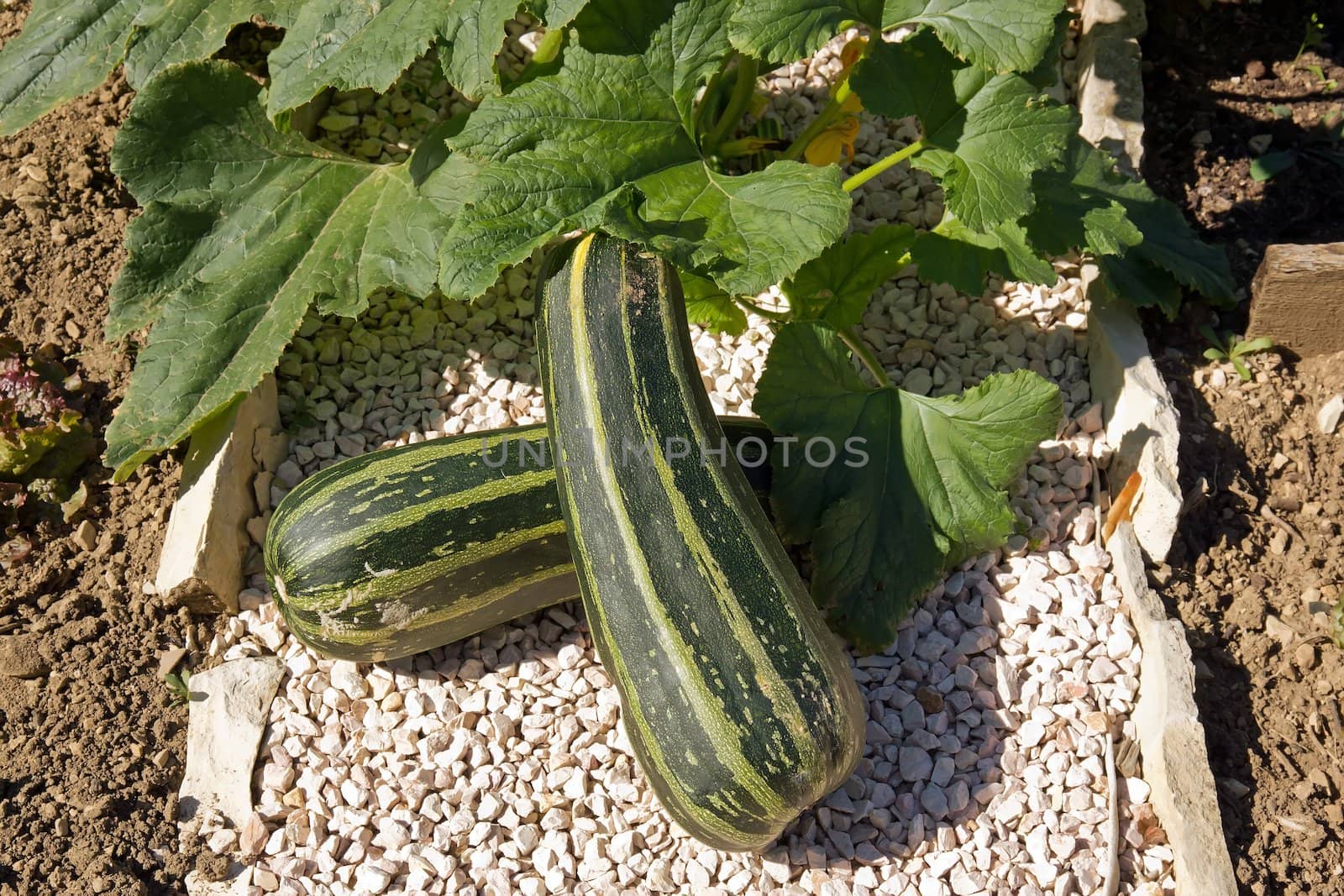 enormous zucchinis in a path of the garden
