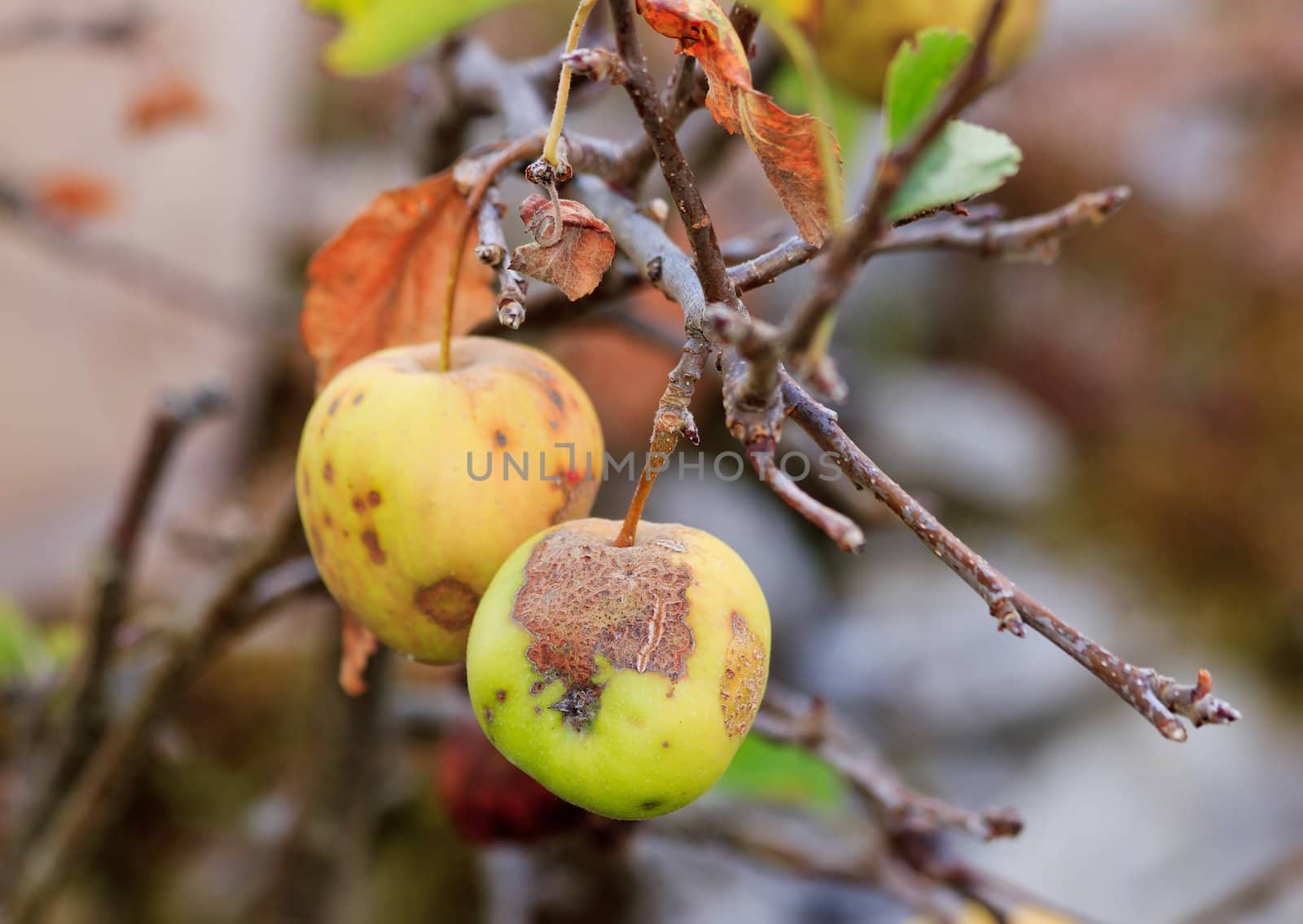 hailed apple, summer end, beginning of autumn