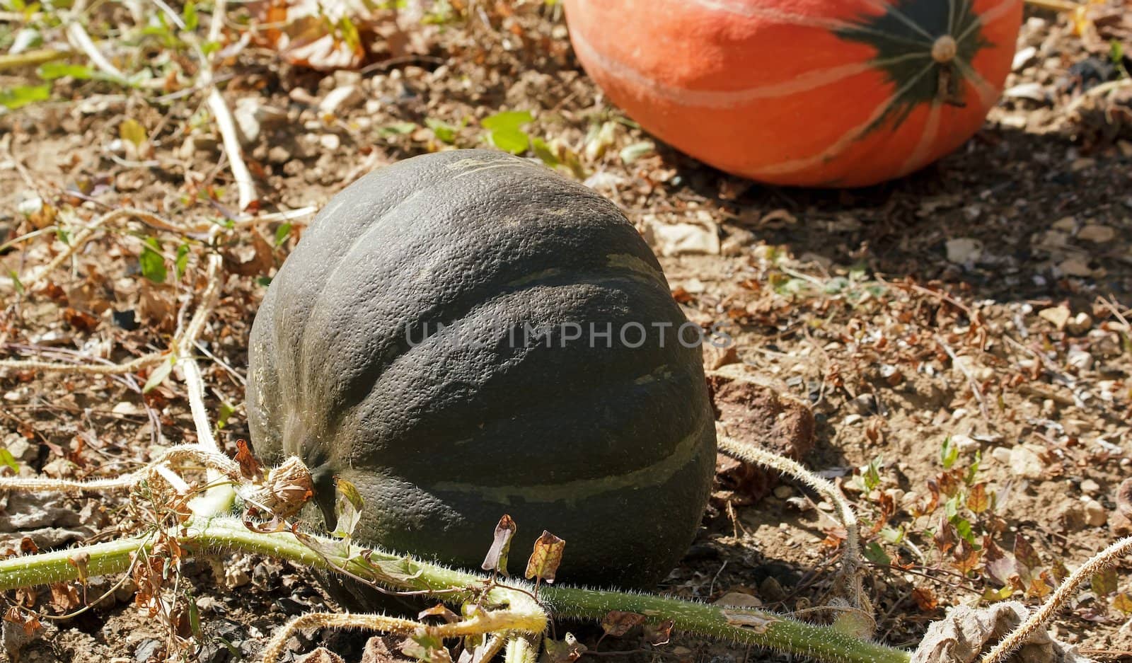 green and orange pumpkins in the garden, at the end of the summer