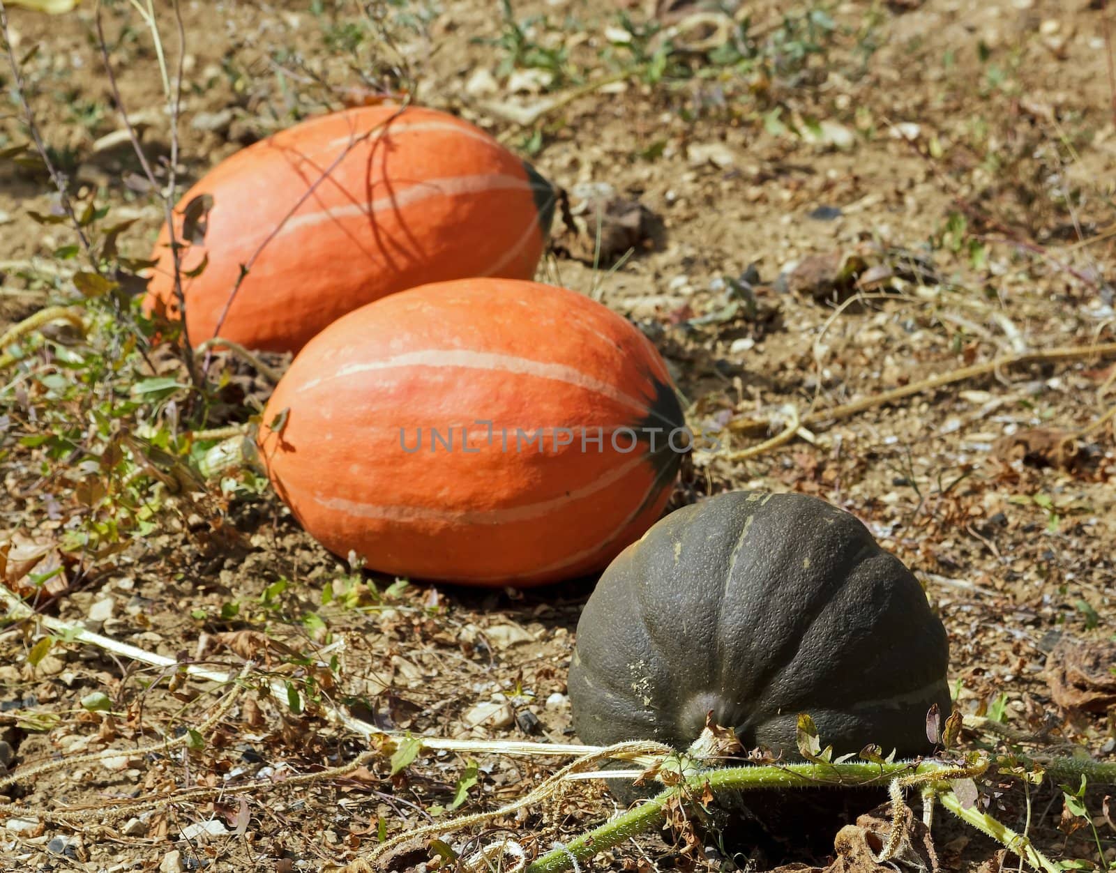 pumpkins in the garden