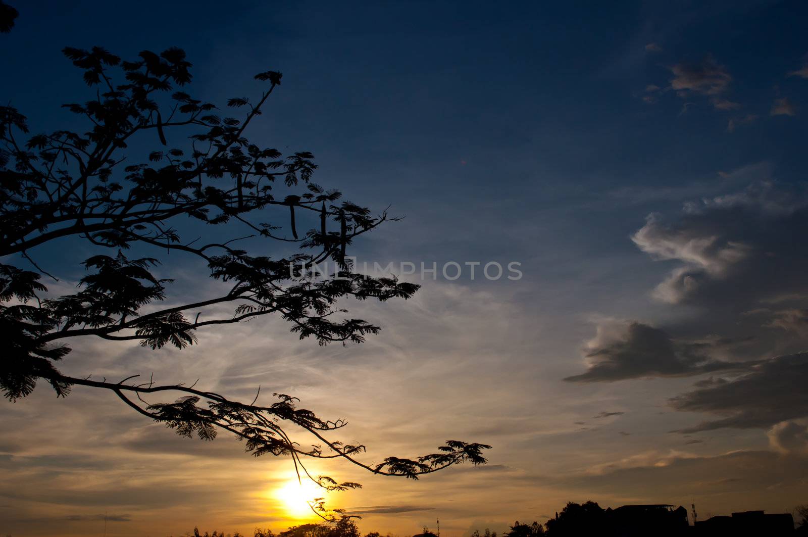 silhouette of tree and sundown