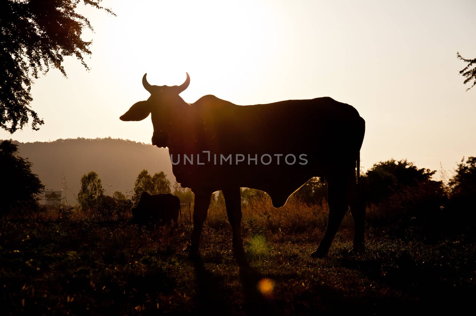 silhouette of cow in farm