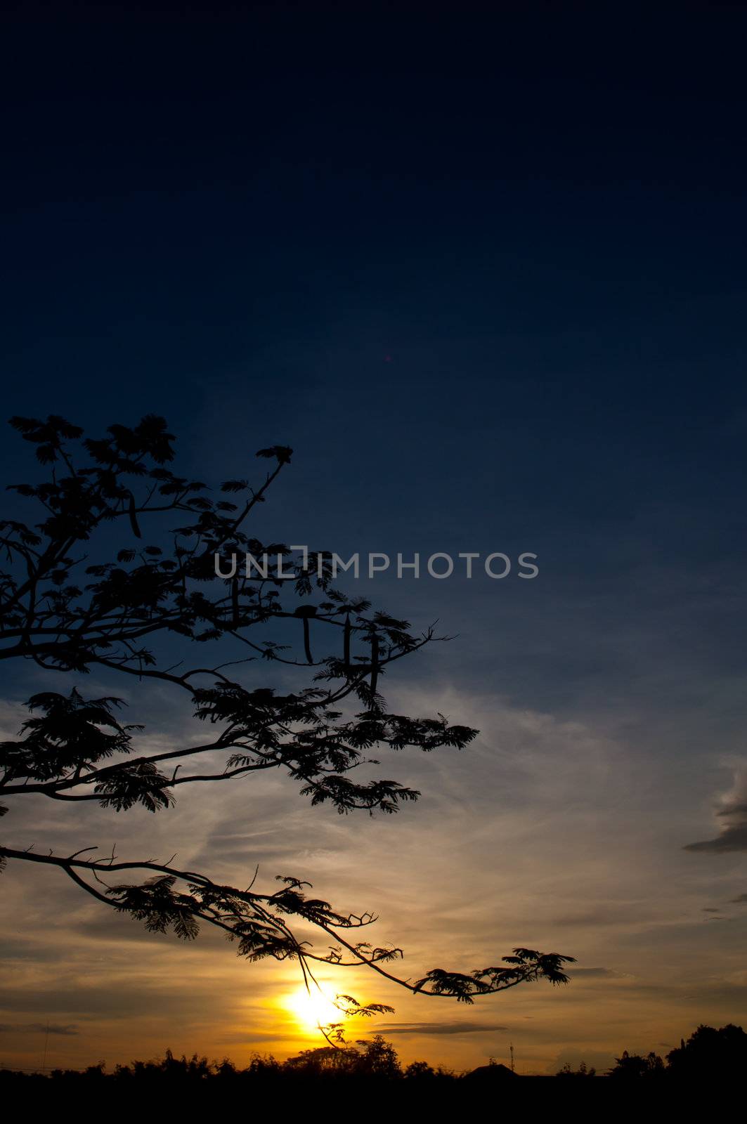 silhouette of tree and sundown