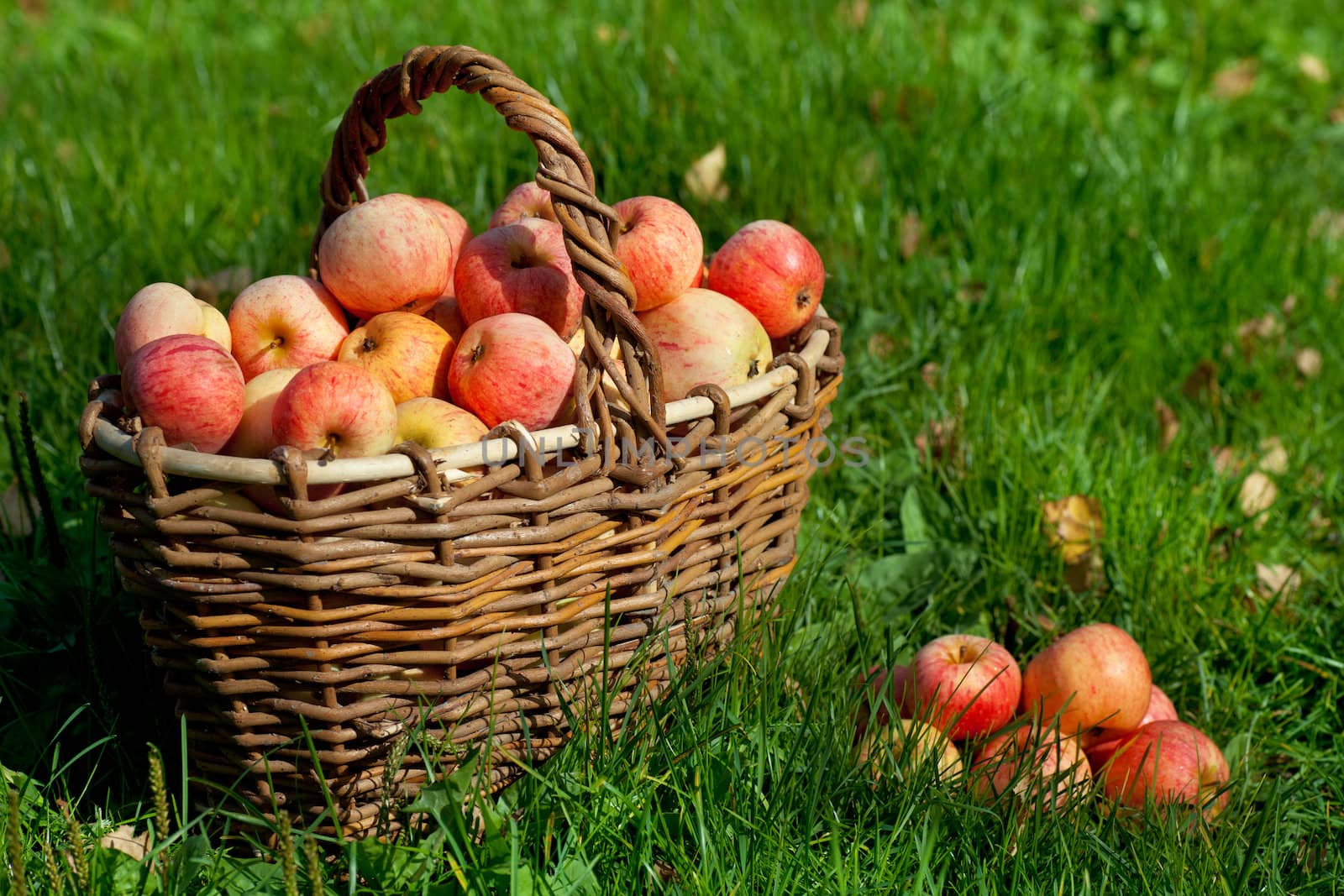 Fresh ripe red apples in a basket on a green grass