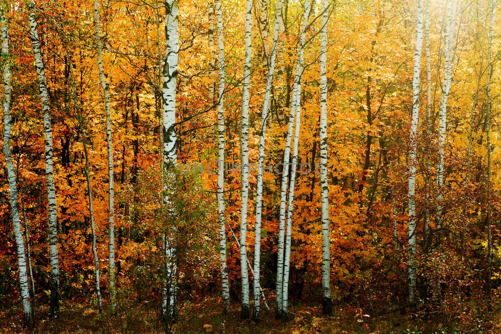 Forest with birches in the autumn. Seasonal background