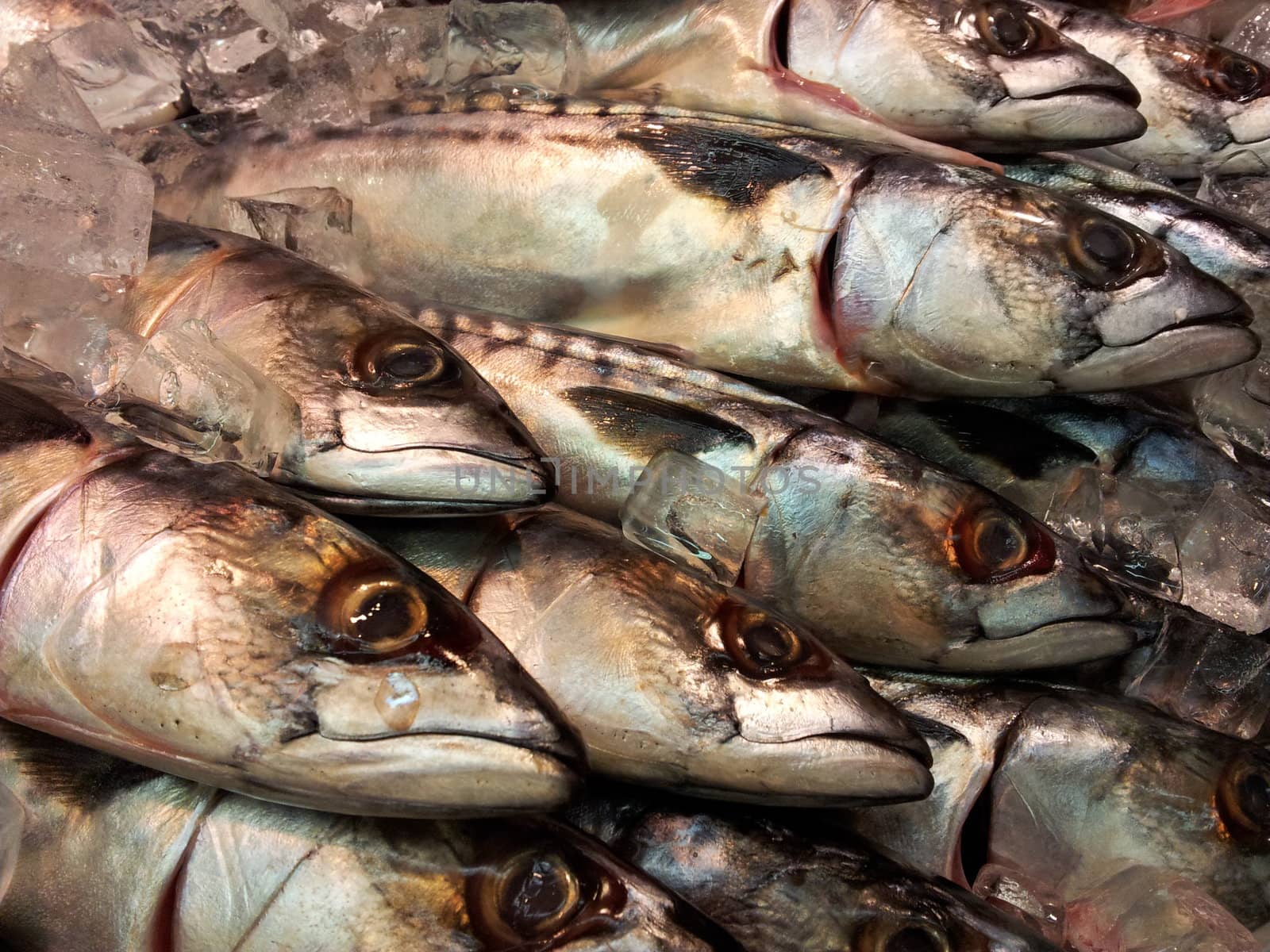 Fresh whole mackerel by Arvebettum