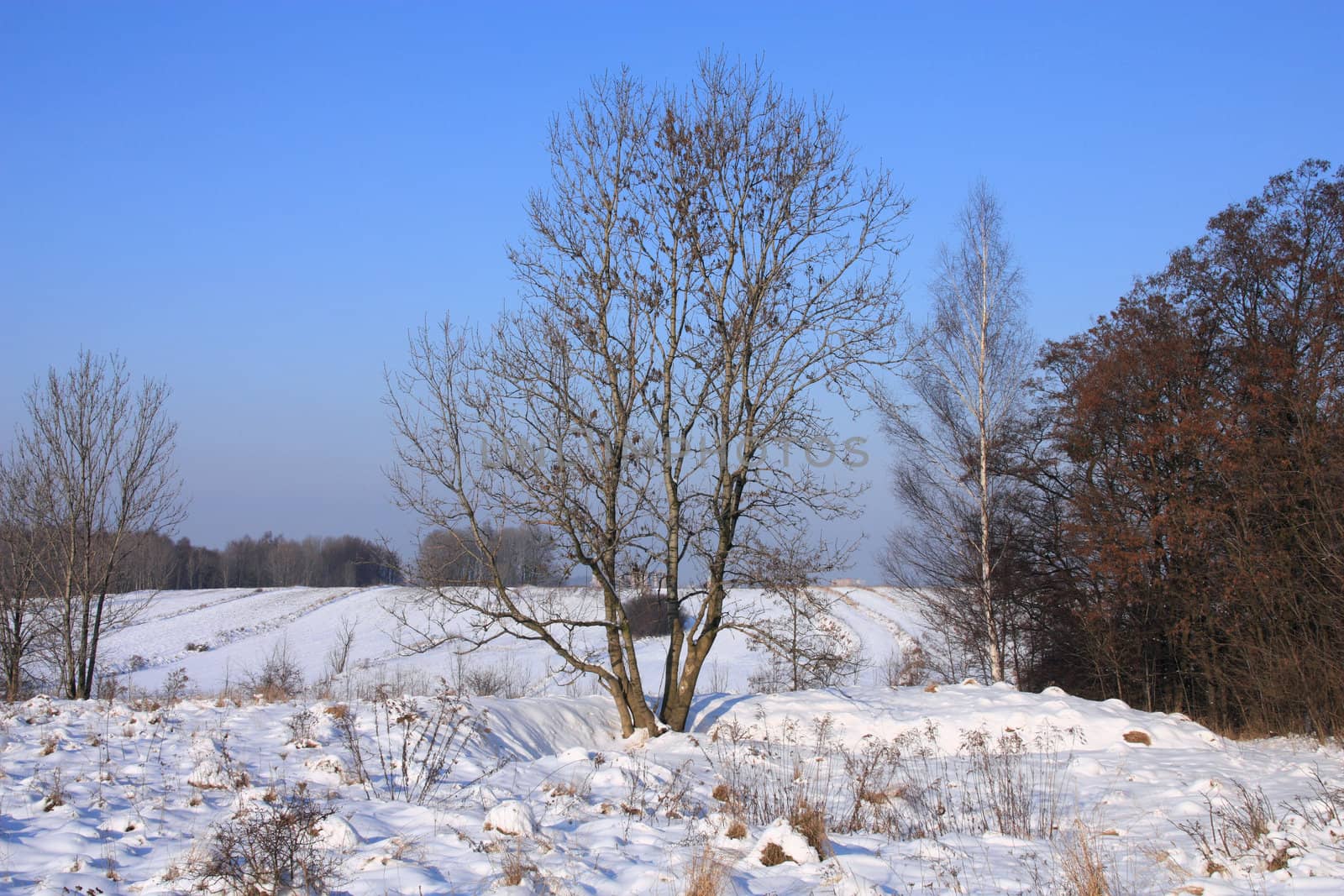 Winter in Poland. Snowy plains and forest trees. Upper Silesia region, Bytom area.