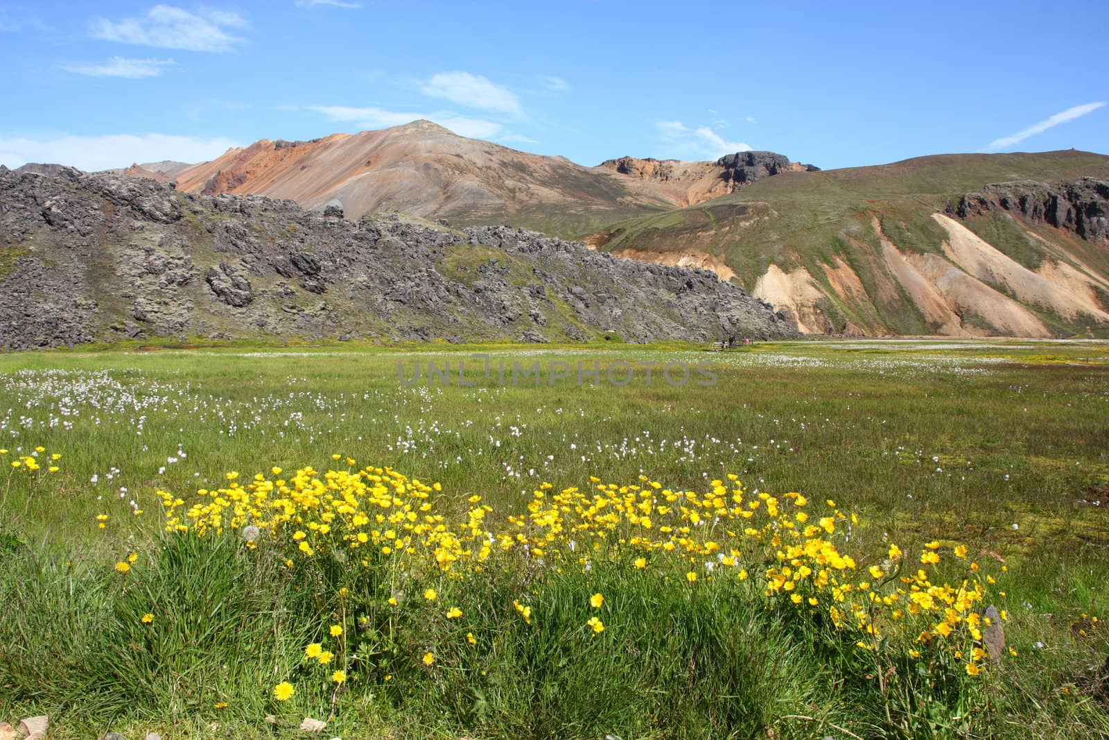 Iceland. Beautiful mountains and yellow flowers. Famous volcanic area with rhyolite rocks - Landmannalaugar.