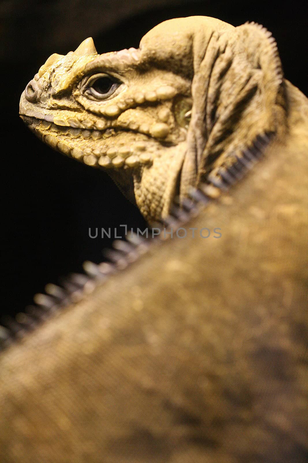 picture of a beautiful iguana
