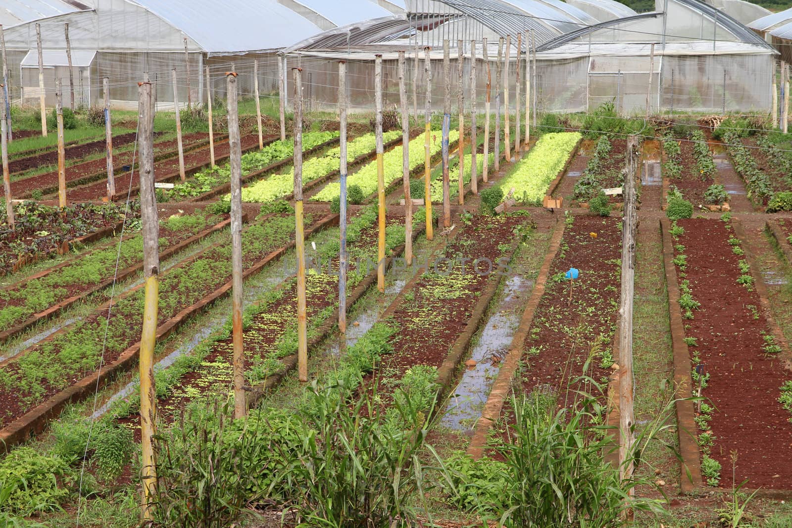 Baracoa, Cuba - vegetable fields and greenhouses, Cuban farming and agriculture
