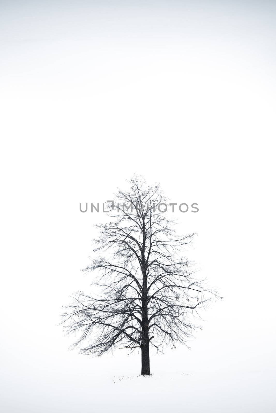 single tree by Kuzma