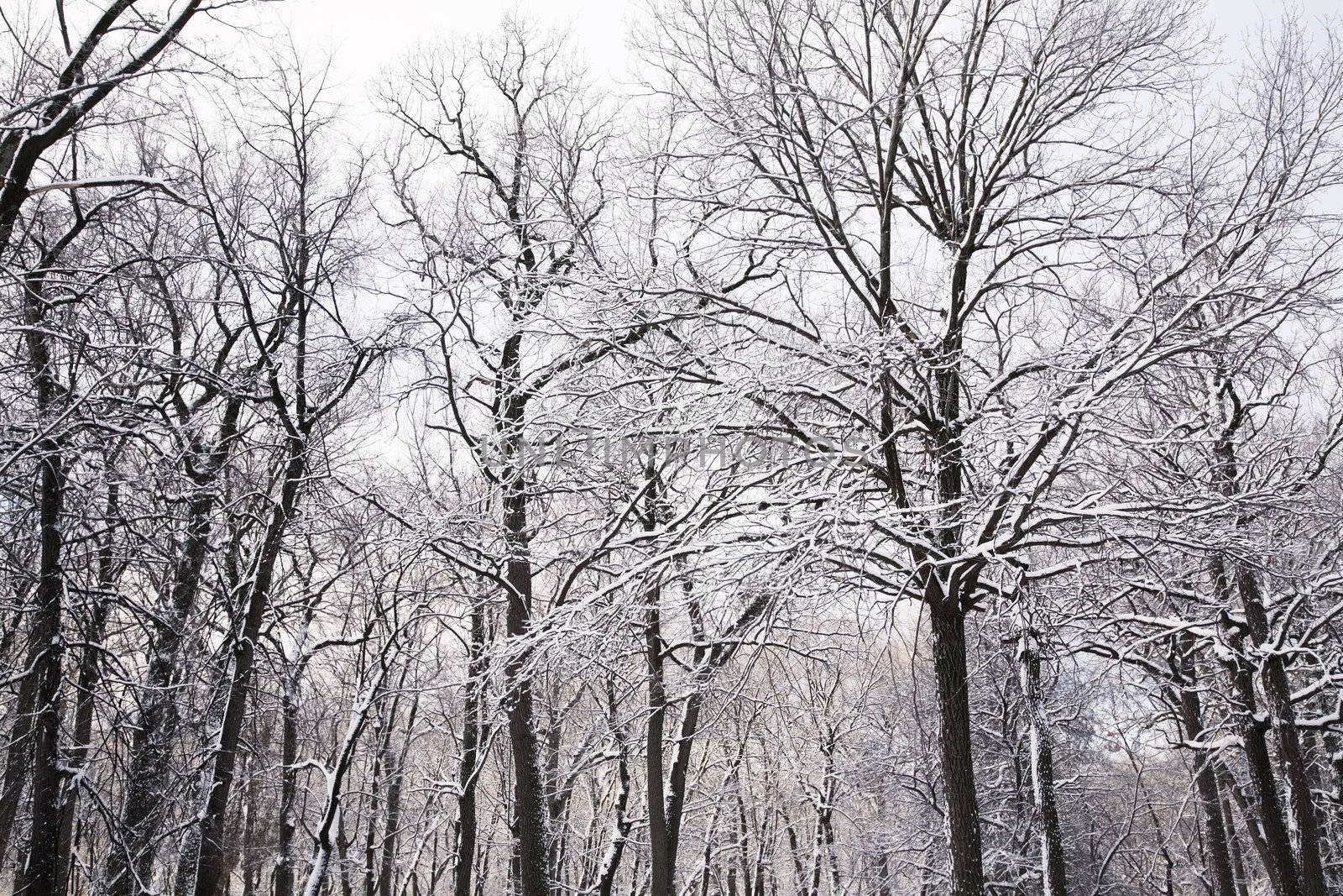 winter trees by Kuzma