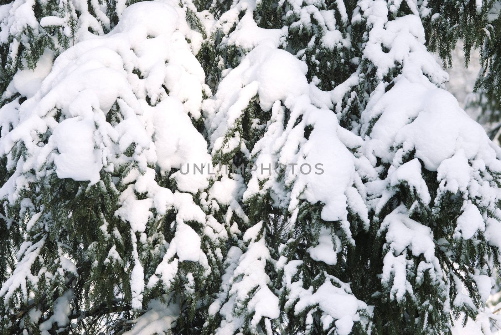 pine and snow by Kuzma