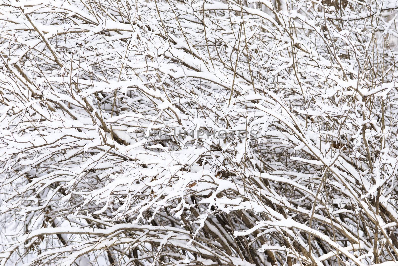 trees and snow (focus point on ceneter of photo)