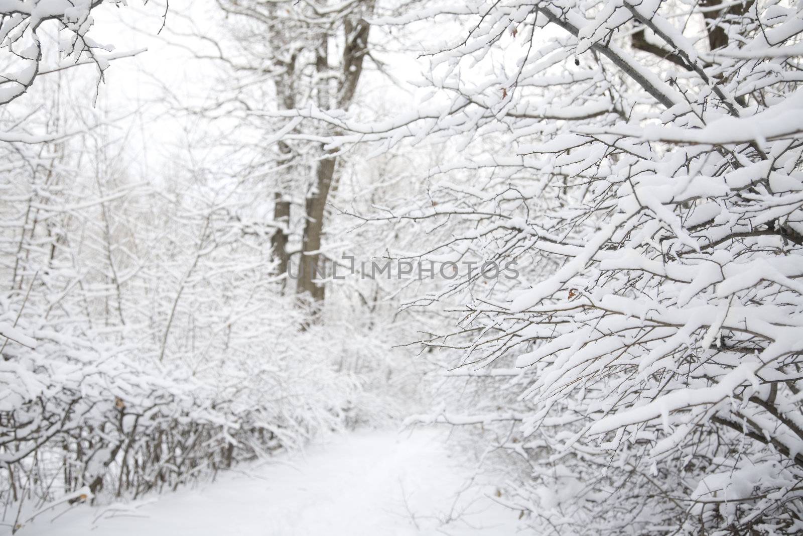 trees and snow, focus point on bunches (selective,right side)