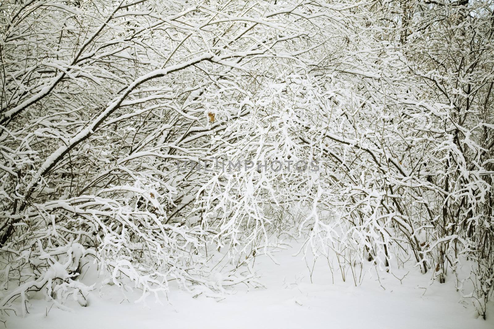 snow and tree, focus point on center,special toned