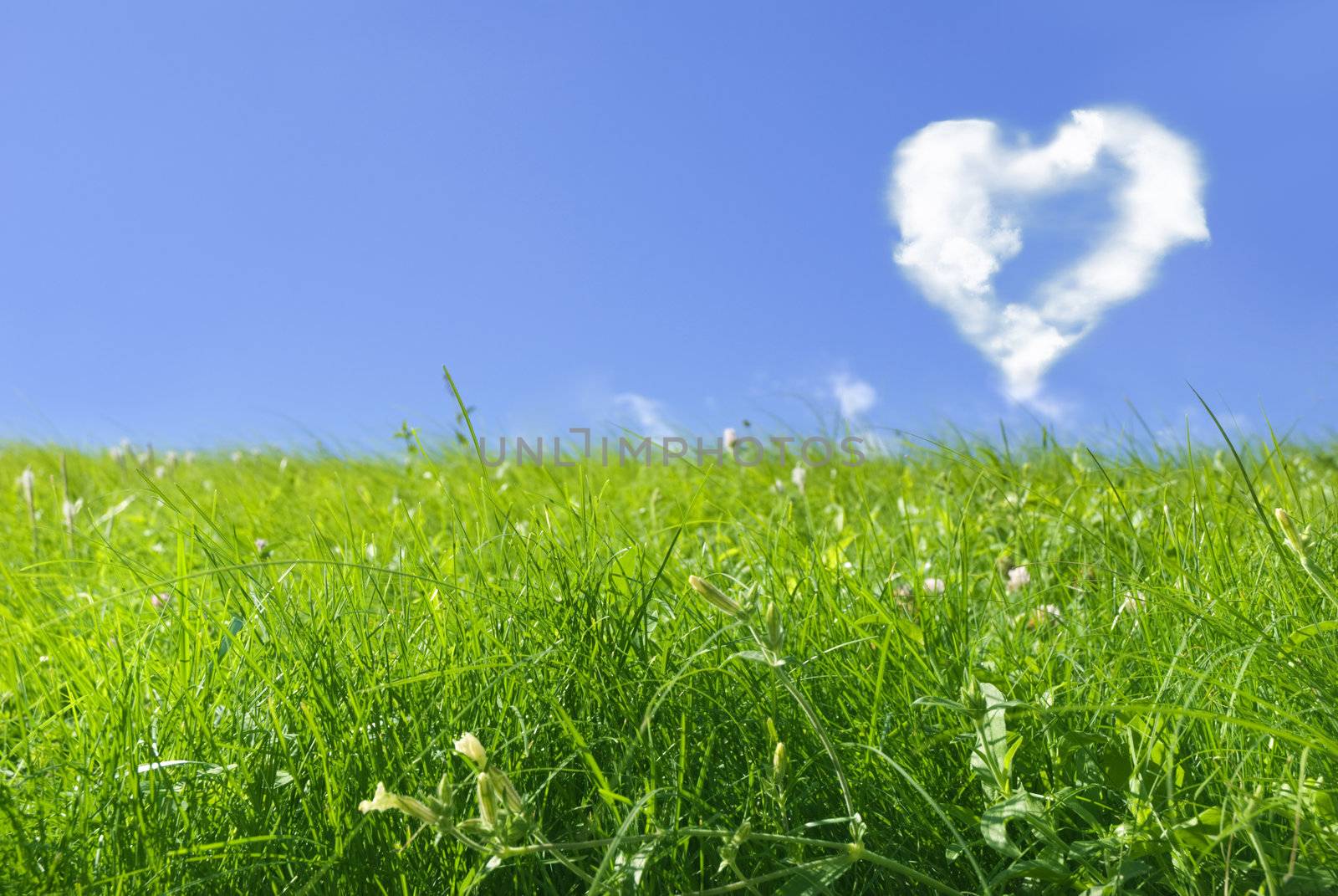 hear shape on blue sky and fresh green grass