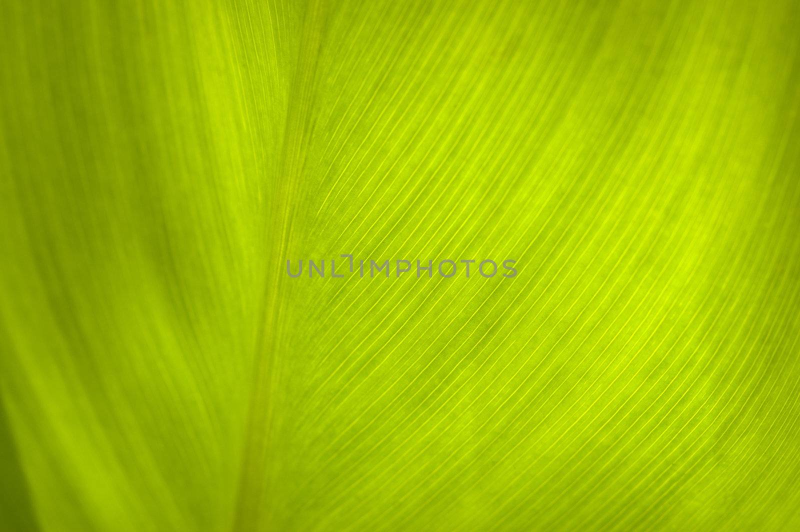 leaf in macro by Kuzma