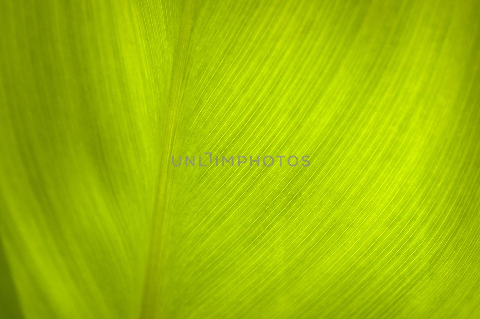 toned photo f/x, focus point on center of photo