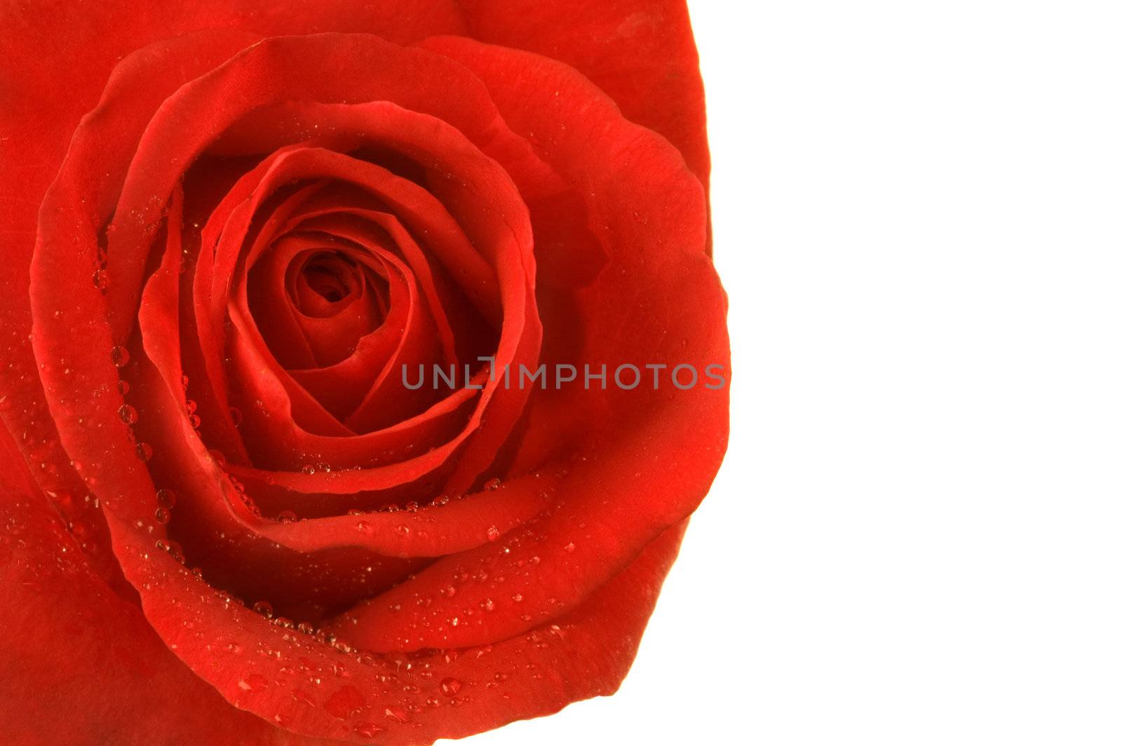 flower in macro(focus point on the center of the rose)