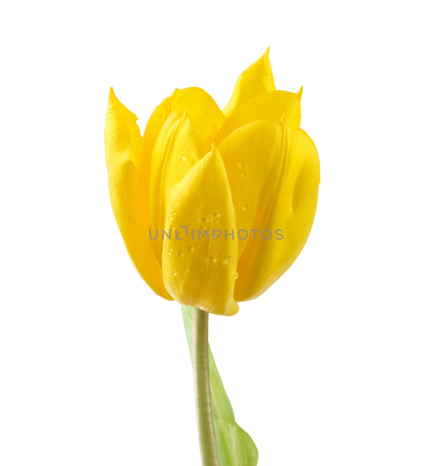 tulip by Kuzma