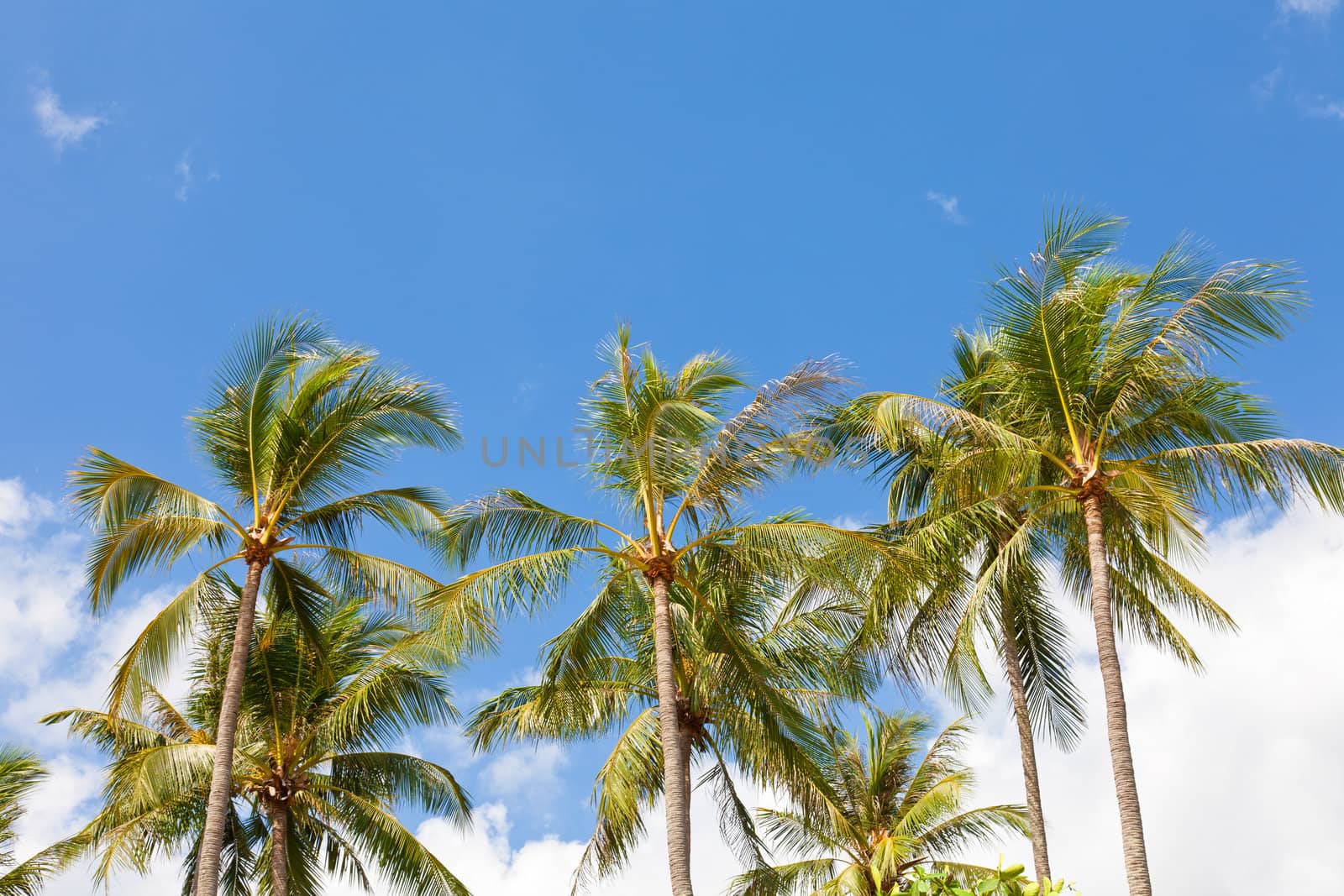 Coconut palm trees against the blue sky