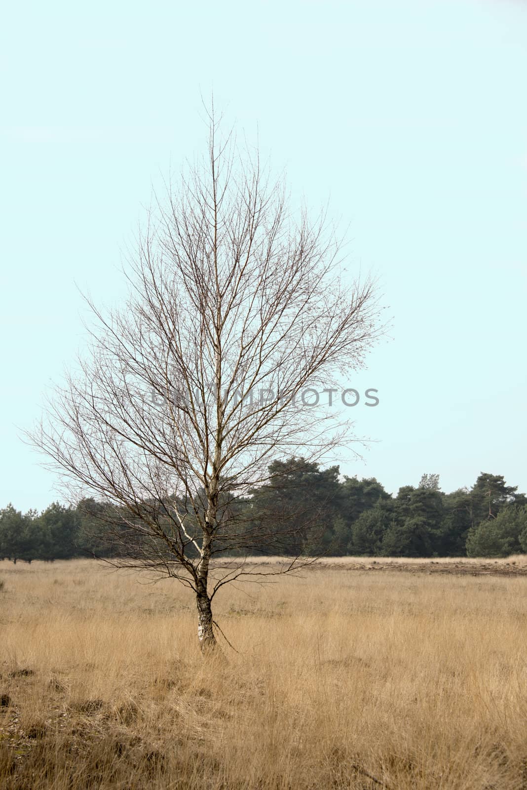 birch tree with green forest as background