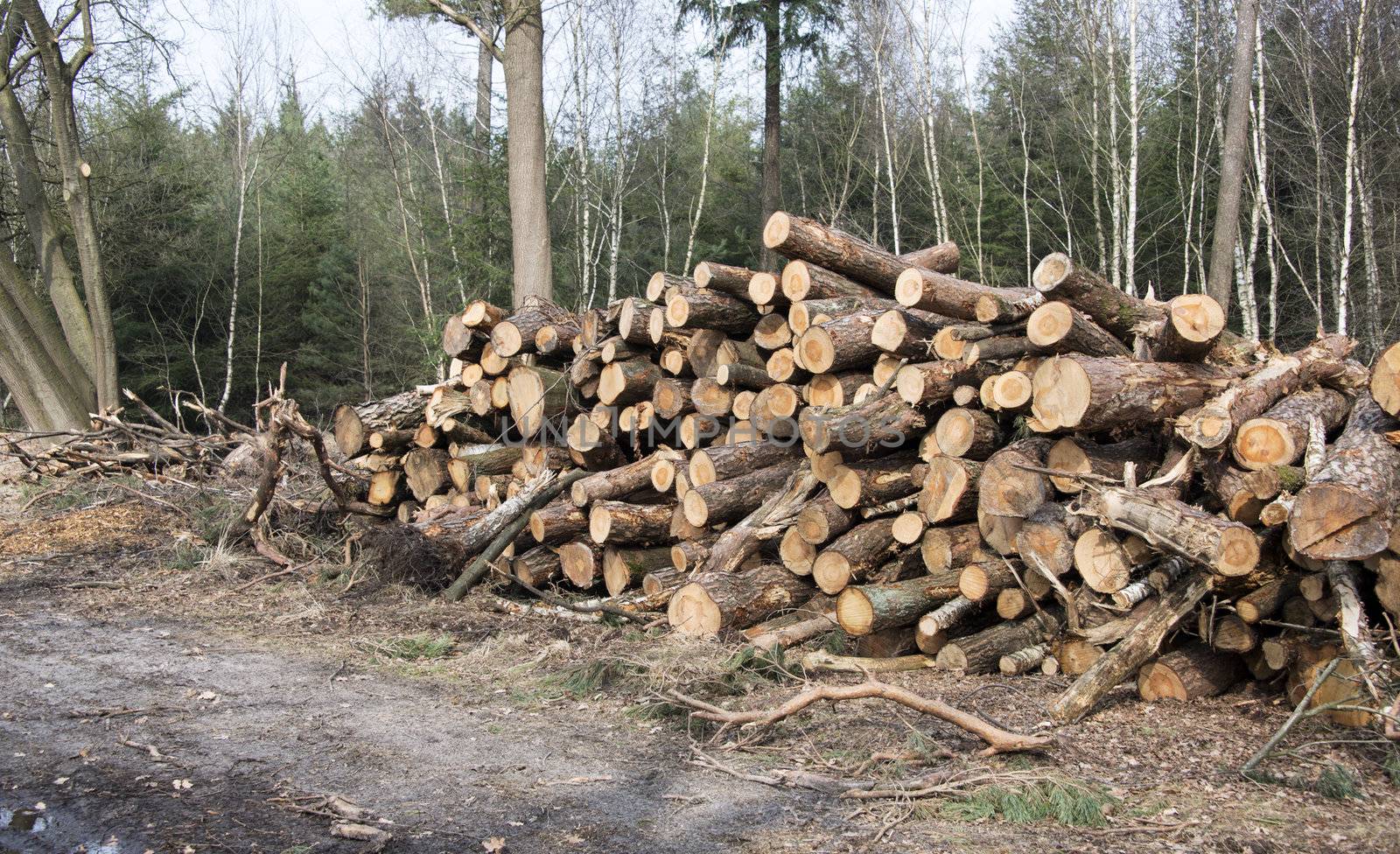 pieces of wood in the forest