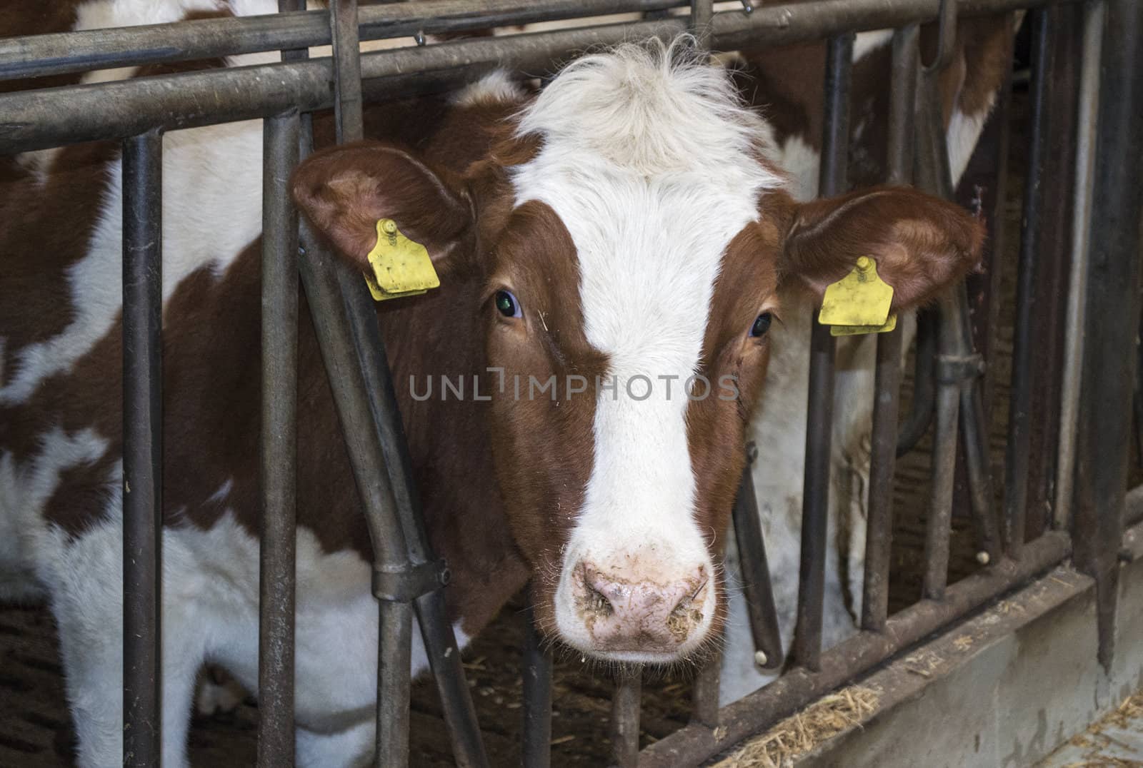 young brown white cow inside