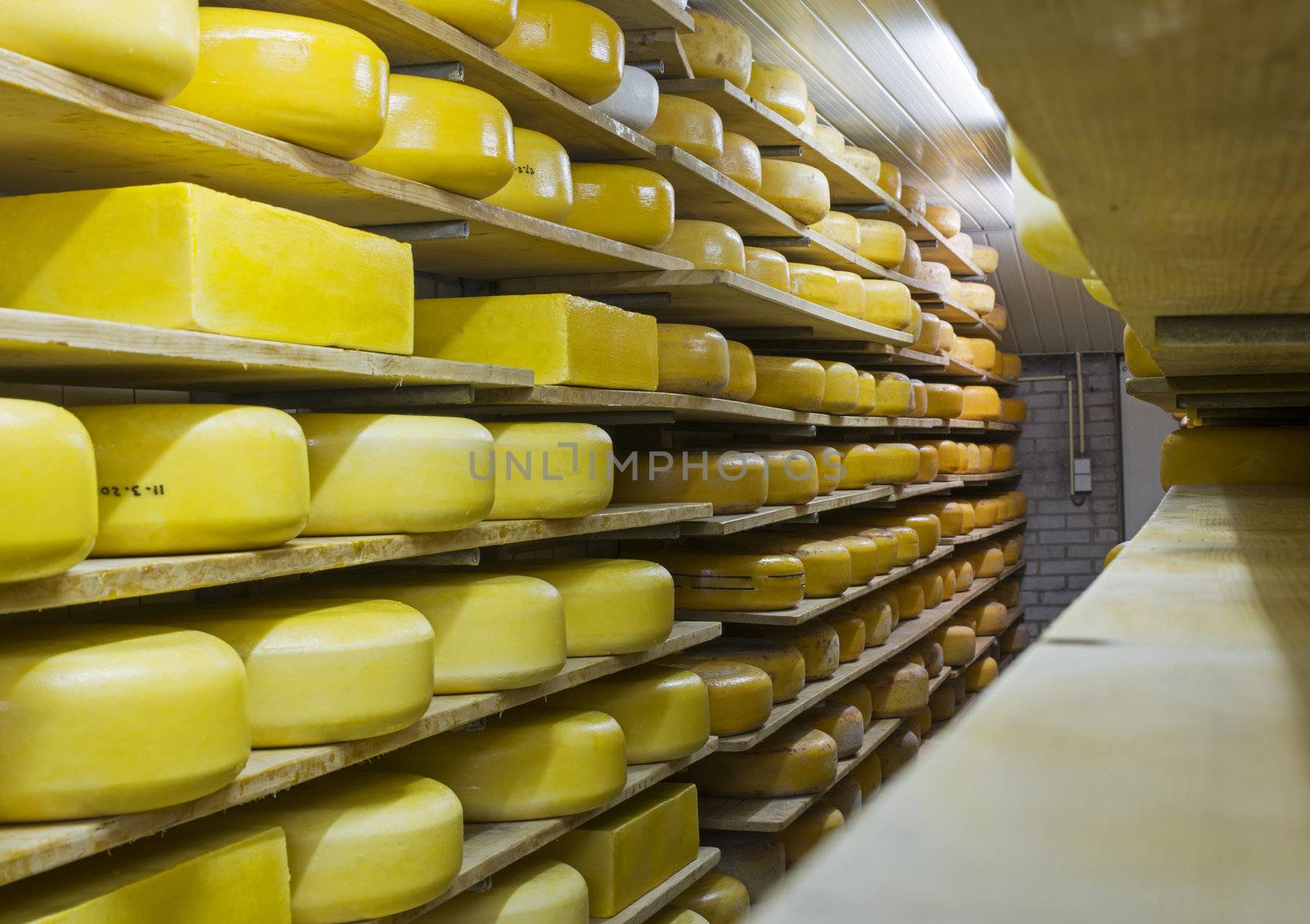 cheese factory in holland with different kinds