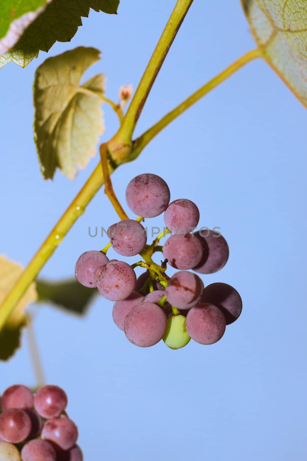 Green grapes on a rod