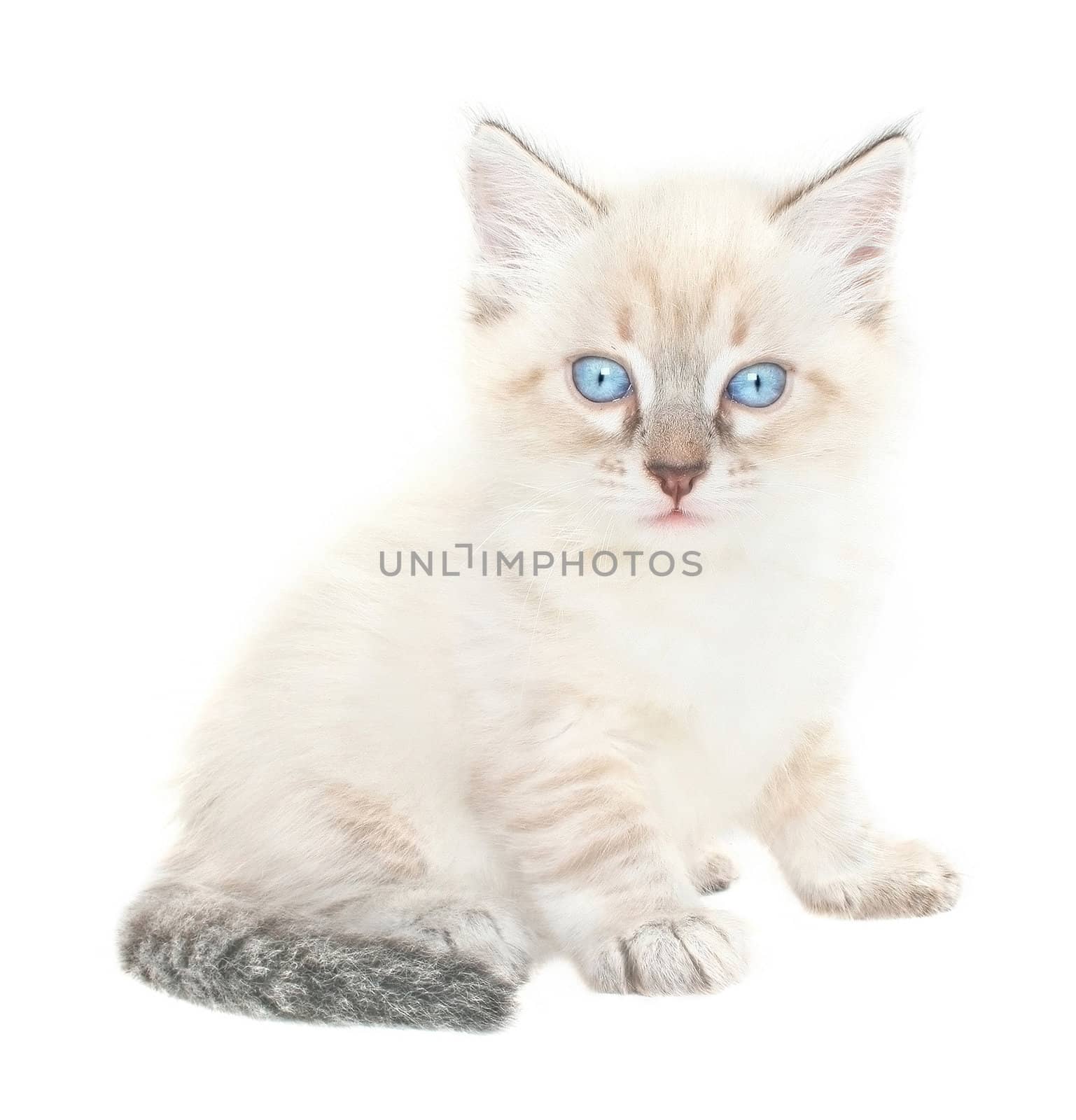 Small kitten on a white background.