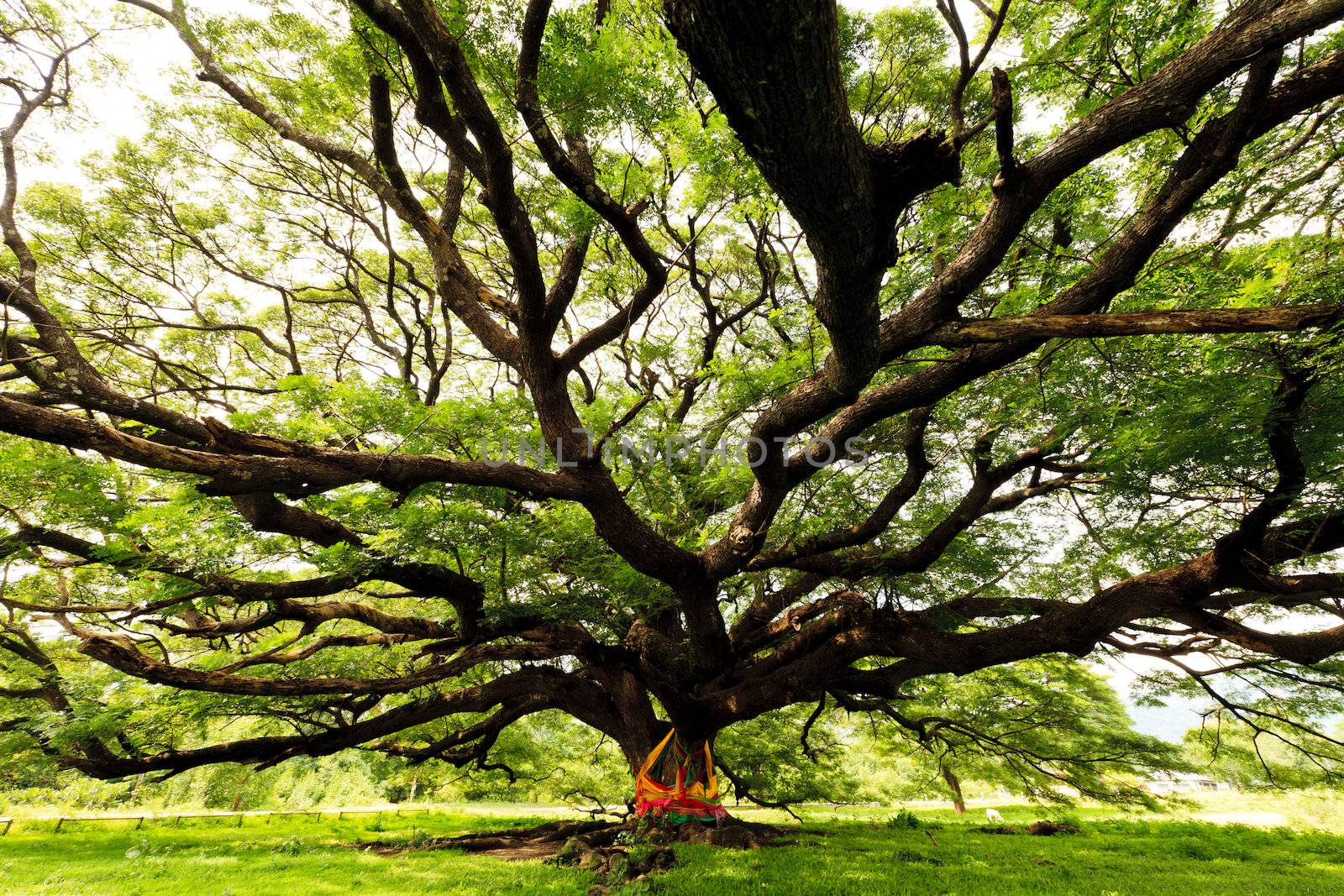 The Largest Monkey Pod Tree in Thailand and its branch.