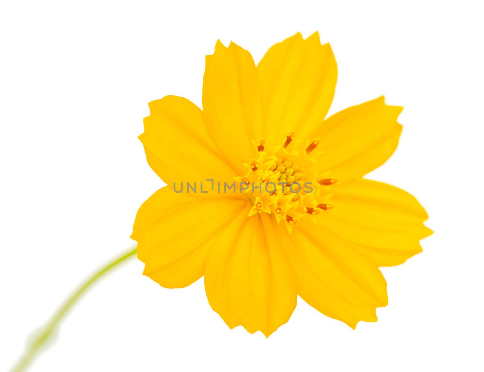 A yellow cosmos flower on white background