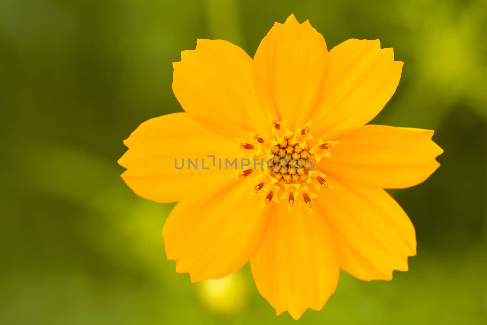 A yellow cosmos flower on green background