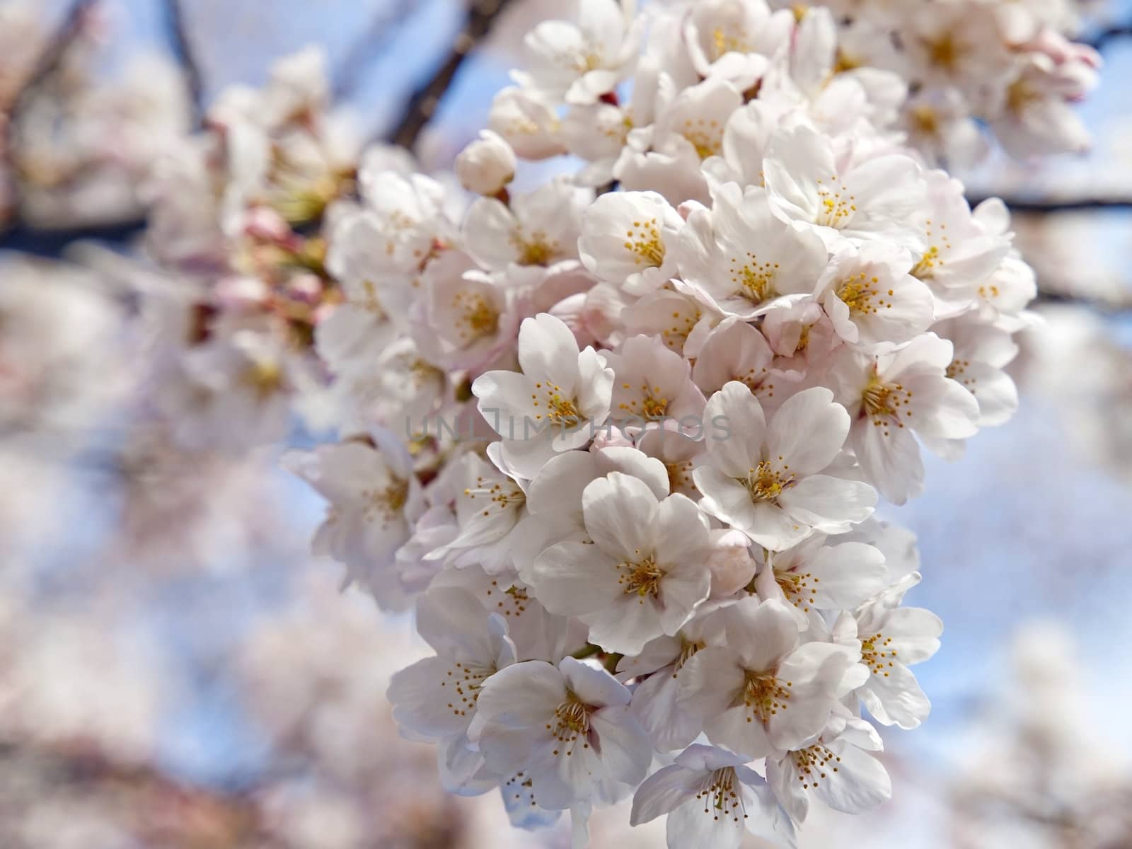 Sakura or Cherry tree blooming under blue sky in Japan