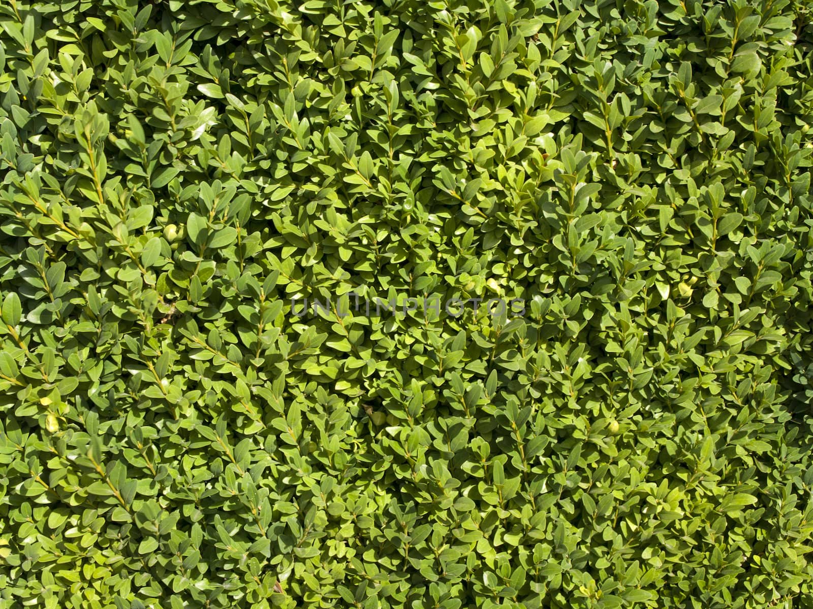 Summer or Spring Green Leaves Background