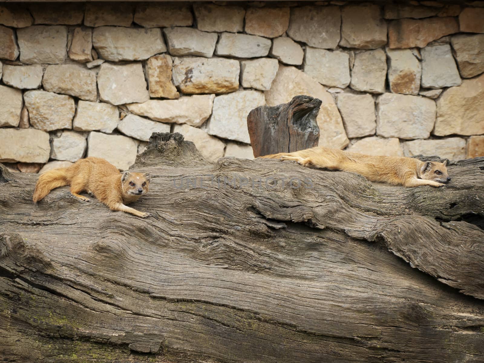 Mongooses Resting at Big Wood 