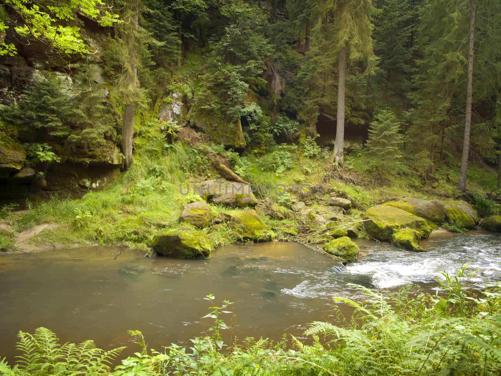 River in the wild green forest