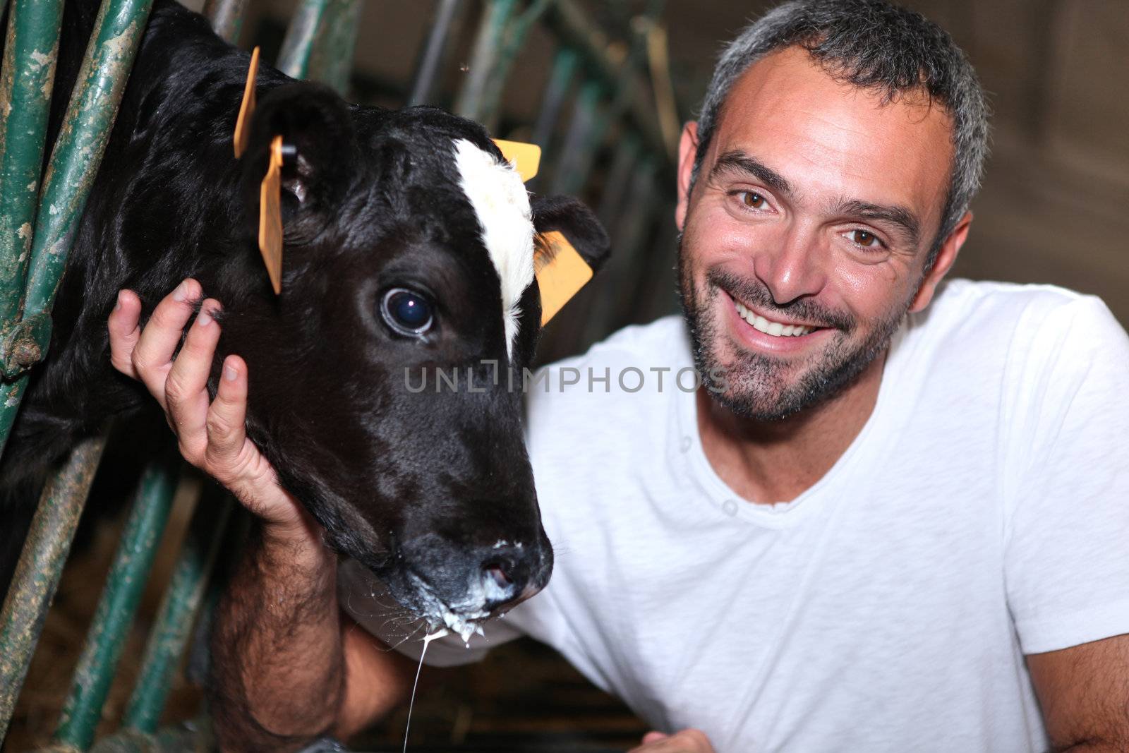 a farmer caressing a calf slobbering milk by phovoir