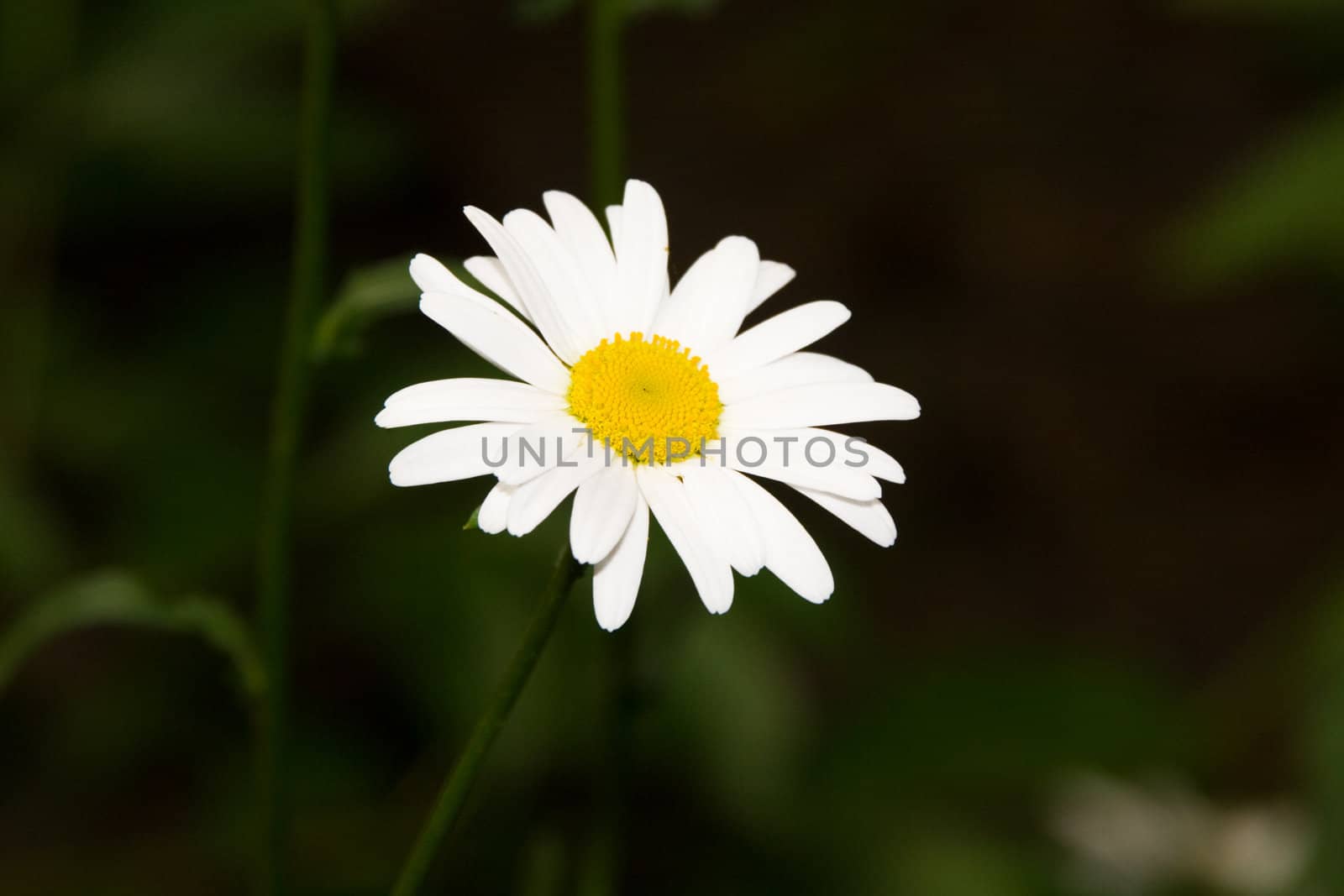 Lonely camomile on a blur backgrounds