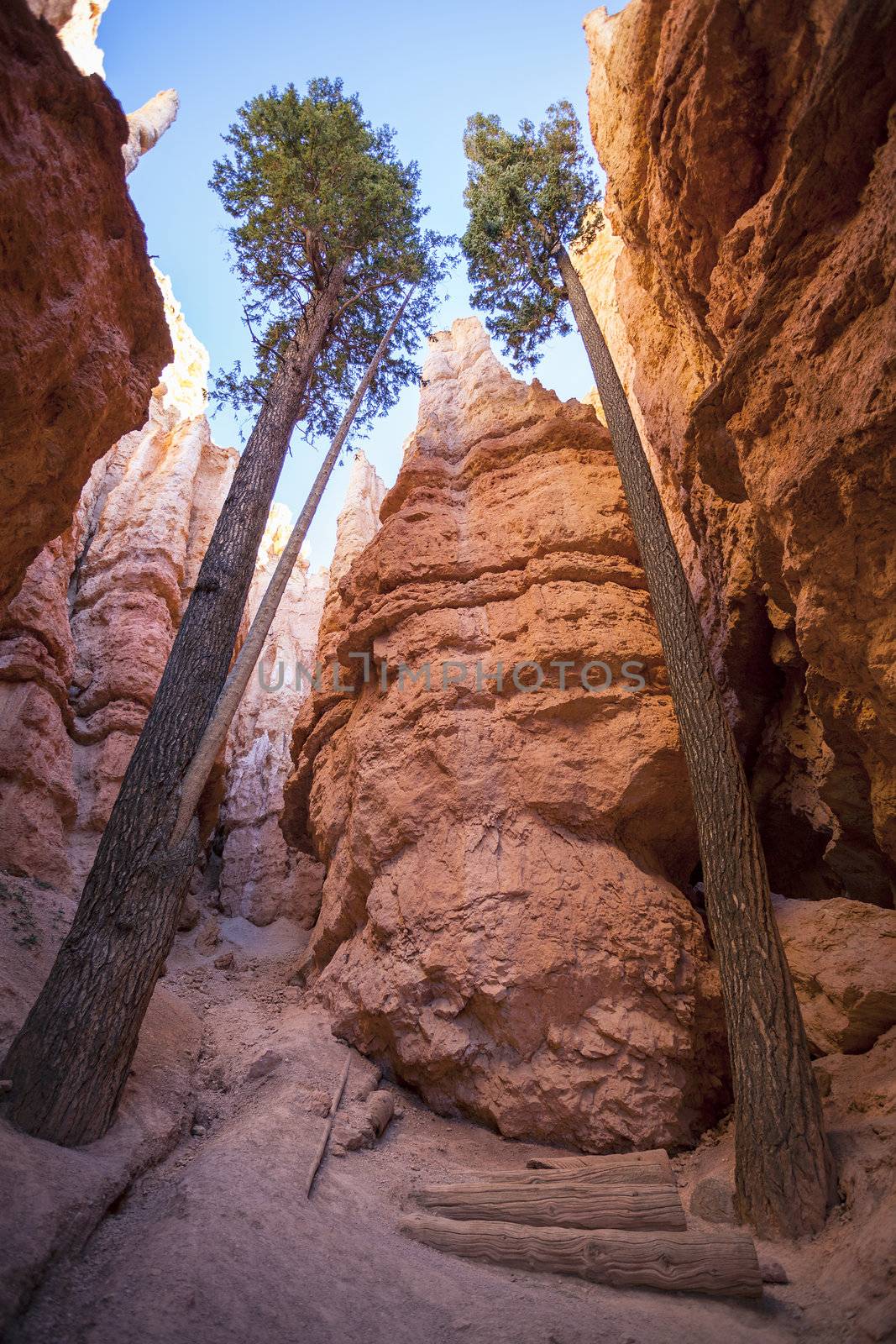 Famous trees in Bryce Canyon, USA