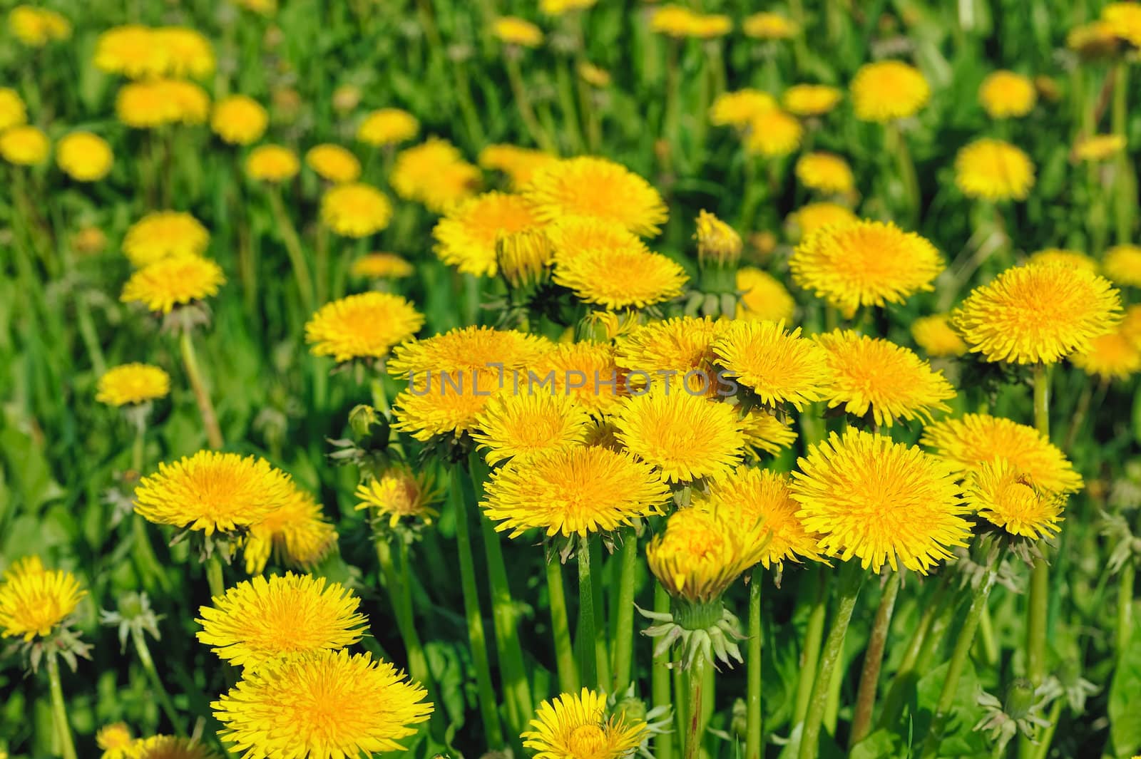 Close-up of yellow dandelions on the meadow