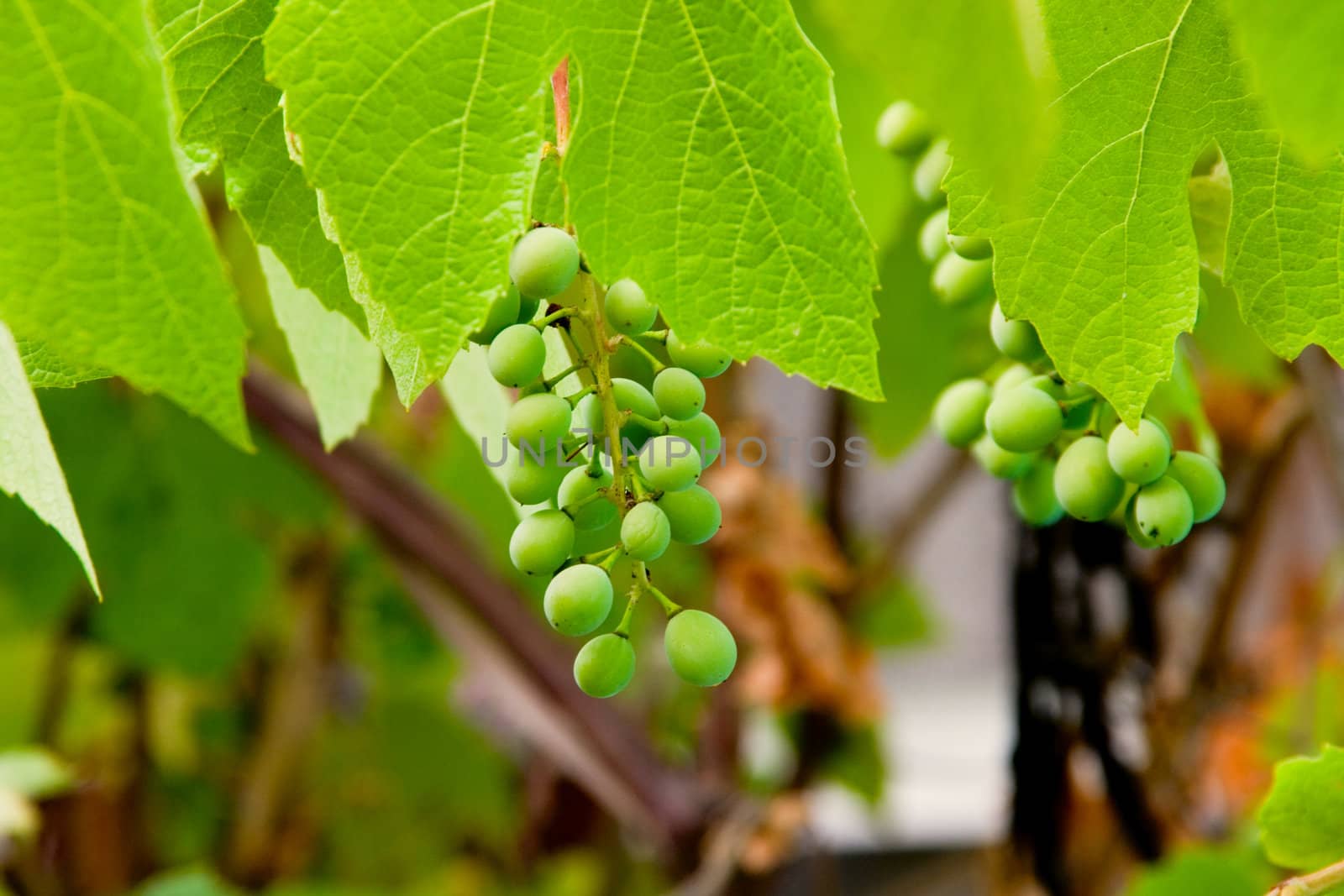 Green grapes on a rod