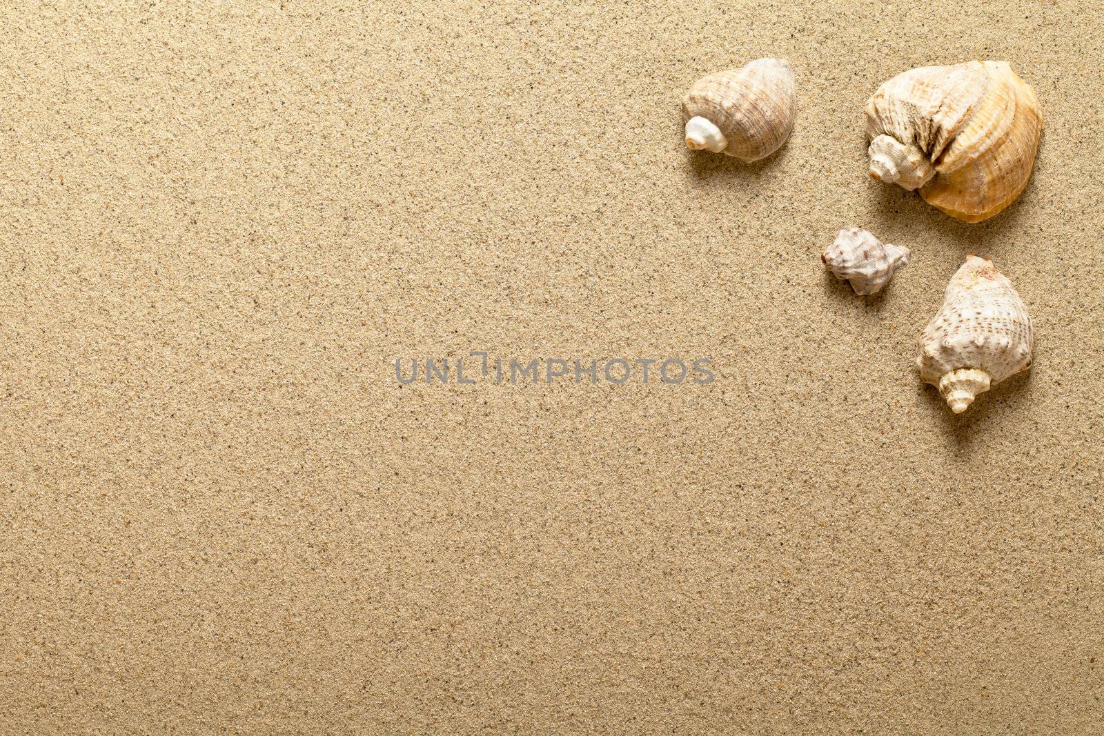 Shells On Sand by bozena_fulawka