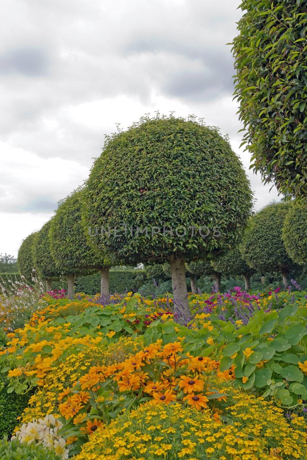 Formal garden, flowers and box tree cut (France) by neko92vl